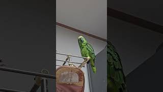 귀농귀촌 앵무새 놀아주기 Playing parrots …