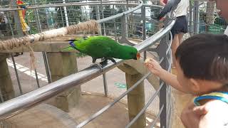 뉴기니앵무, 청금강앵무 - 사과 먹이주기