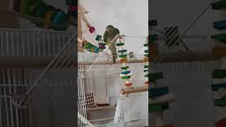 앵무새 찌르에요~ㅎㅎ