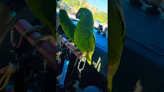 아리와 카이 산책 갈때 소음 #parrot #아마존 #앵무새 #아리 #말하는 앵무새 #앵톡 #birds