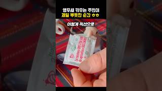 앵무새 키우는 주인이 젤 뿌듯한 순간 #동물 #앵무새