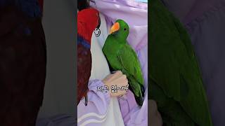 [지구젤리] 앵무새와 까꿍놀이 / 이렇게 노는거 좋아해요 / 귀여움 주의 / Peekaboo parrot