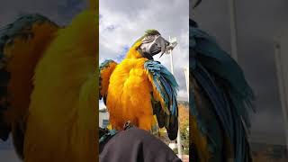 청금강앵무새 망고