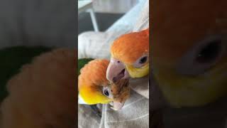 카이큐 파고들기