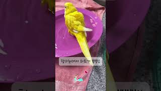 목욕도 거침없이ㅋㅋ 생후 2개월 아가새 첫목욕 #퀘이커…