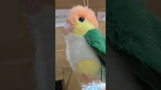 카이큐인형 앵파크