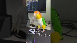 아빠 겐세이 삐삐 #카이큐 #parrot #birds #pets #cute