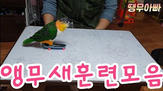 앵무새훈련(퀵보드타는 앵무새)