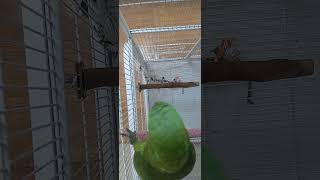 앵무새 어린아이 울음소리