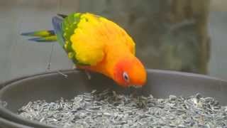보라목 앵무 & 썬코뉴어 앵무 ( Violet-necked Lory & Sun conure )