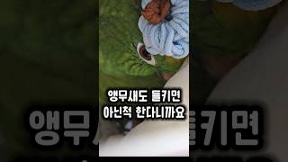 장난감 뜯는거 들켜서 혼날까봐 아닌척하는 앵무새 #앵무새 #귀여워