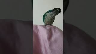 코뉴어 둠칫둠칫