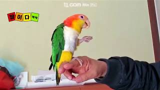 카이큐 앵무새 화려한 색상에 놀람 !!