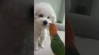 뭉치vs키키 #앵무새 #카이큐 #장난꾸러기