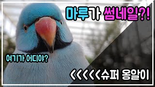 이색 동물 앵무새 카페 마카우 방문기! 금강앵무 자유비…