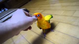 앵무새 썬코뉴어 하림이