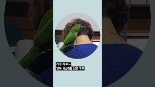 한스마카우 아구 예뻐~ #앵무새 #한스마카우 #반려동물