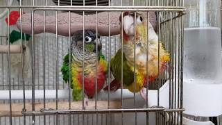 [앵무파파] 식수로 목욕하며 싸우는 코뉴어부부 [2019.02.23]