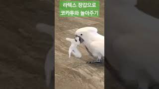 라텍스  위생장갑으로 코카투와 놀아주면 생기는 일