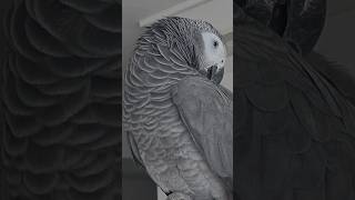 회색앵무 조이 혼자도 잘놀아~