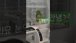 안녕‍♀️#앵무새인사#말하는앵무새