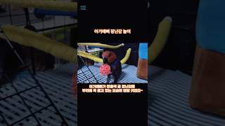 아기예삐 장난감놀이  #shorts #예삐 #앵무새예삐 #parrot