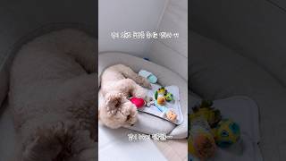 오늘은 좀 평화롭게(?) 노실께요 #강아지 #애견영상 …
