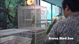 더블옐로헤디드 아마존 Double Yellow Headed Amazon