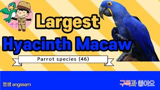 Hyacinth Macaw