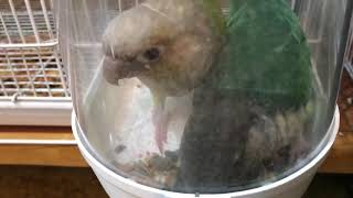 앵무새 키우기 코뉴어 식사시간!!! 세렝게티