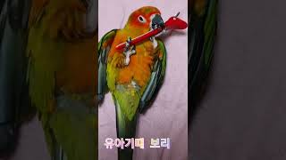 노랭이 되기 전 초록초록했던 유아 썬코 보리, 핀 가꼬 신났네 #shorts