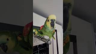 아마존앵무새 태양이 찐~~찐찐이야 무서워 태양아~ #아…