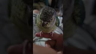 블루엘로우코뉴어"껌딱지"