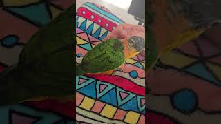 검은머리카이큐 #parrot #birds #conure #pets #birdslover #카이큐 #앵무새