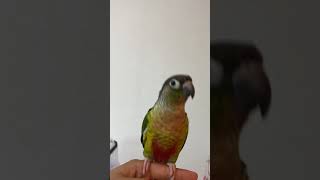 코뉴어 앵무새 안녕