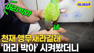 &quot;머리 박아&quot; 천재 앵무새라길래 못 …