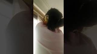 효린이와 함께 하는 앵무새 루미~♡