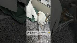 갸가 뭘 잘못했간?? 김공탄이야!!!! #퀘이커앵무새