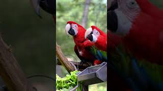 에버랜드 앵무새집 홍금강앵무  / Everland Pa…