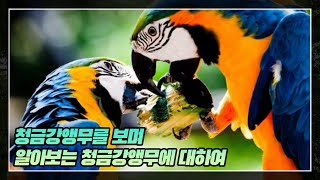 중문해수욕장 퍼시픽 랜드에 있는 청금강앵무를 보며 알아보는 청금강앵무에 대하여 직캠