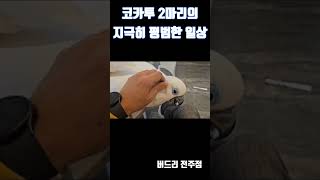 코카투 2마리와 지내는 지극히 평범한 일상