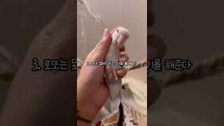 양말에서 모란앵무새 럭키 재우는 방법