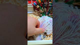 듀컵코카투 아이들과 짹짹이예요. #birdslover #parrot #pets #birds #cute #animals #사계절앵무새 #앵무새성장 #앵무새분양