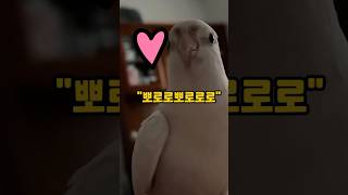 앵무새는 왜 소리를 따라 낼까요