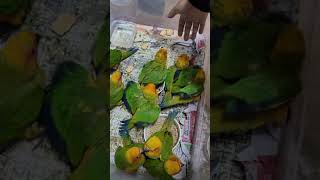 배고픈 아기 썬코뉴어앵무새2