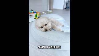  우리사진 오때?? #애견영상 #강아지#푸들#귀여운#카…