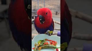 고추먹는 뉴기니아앵무새  eclectus parrot like chili