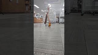 귀여운 발걸음! #앵무새 #parrot #birds #…