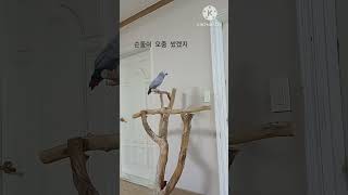 앵무새ㅡ순돌아 데이터 무제한 요금제야