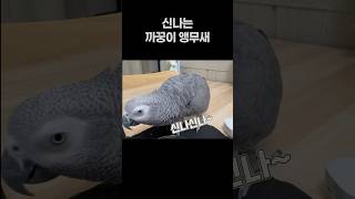 신나는 까꿍이 앵무새  회색앵무 잠바